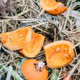 pieces of a pumpkin among leaves grass and other compost